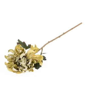 50cm Chrysanthemum Stem Olive