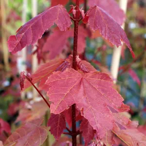 Acer Summer Red - Red Maple Tree