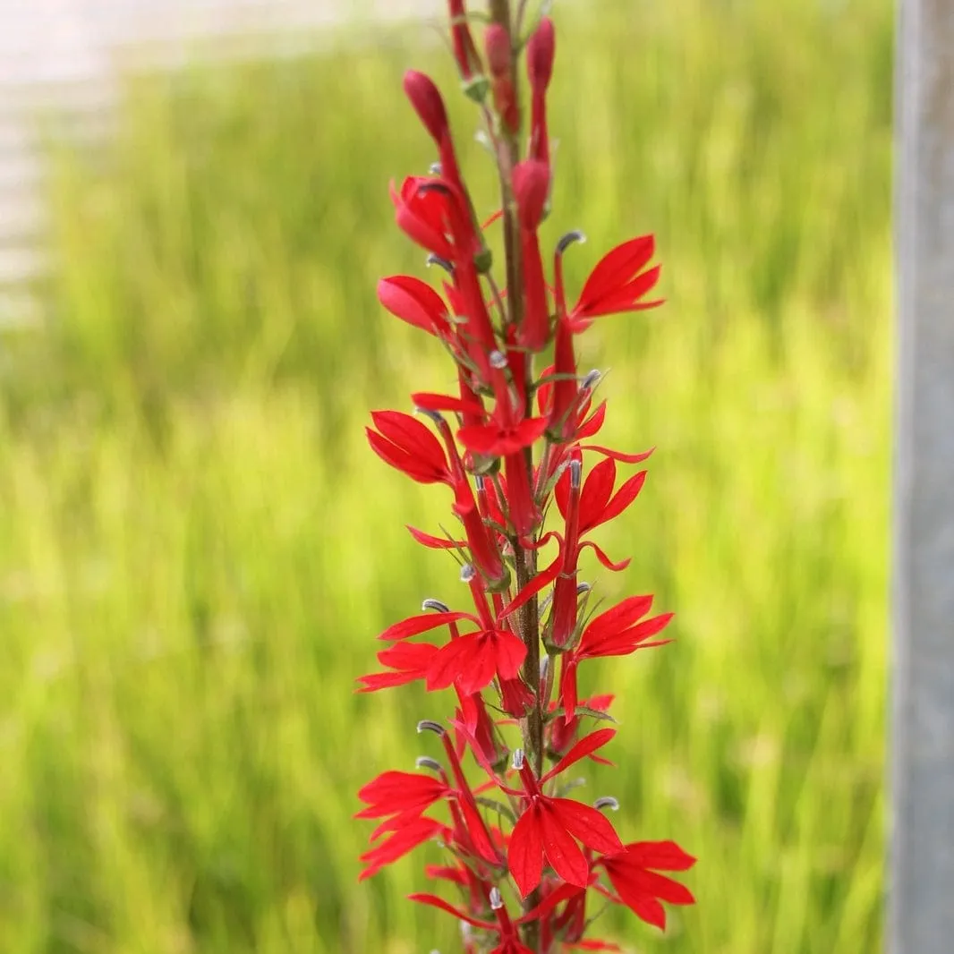 Lobelia fulgens 'Queen Victoria'