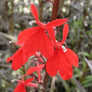 Lobelia fulgens 'Queen Victoria'