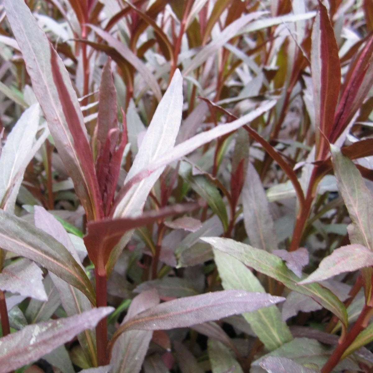 Lobelia fulgens 'Queen Victoria'