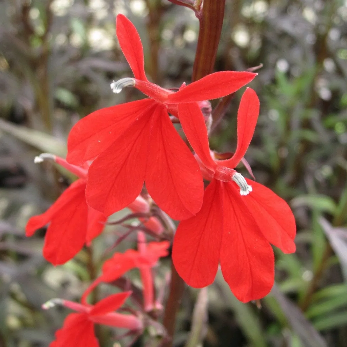 Lobelia fulgens 'Queen Victoria'