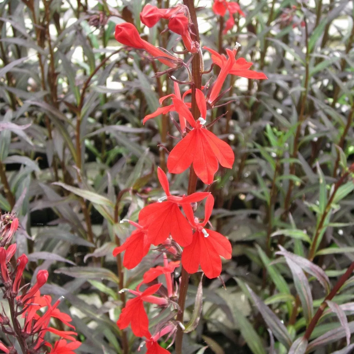 Lobelia fulgens 'Queen Victoria'